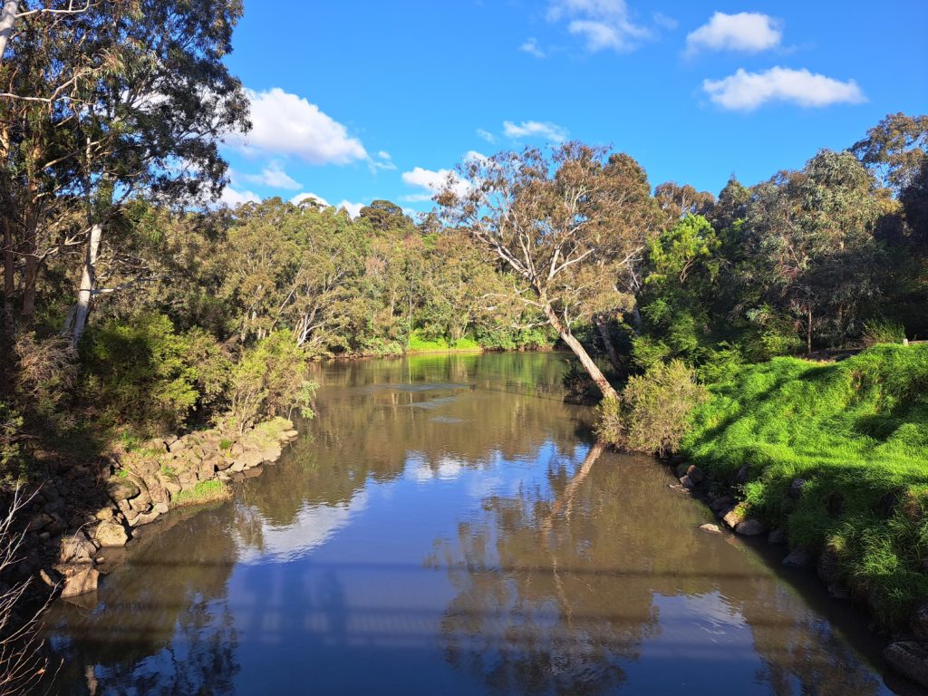 Merri Creek tributary feeds into the Yarra and creates a big deep waterhole and bend just before Dights Falls.