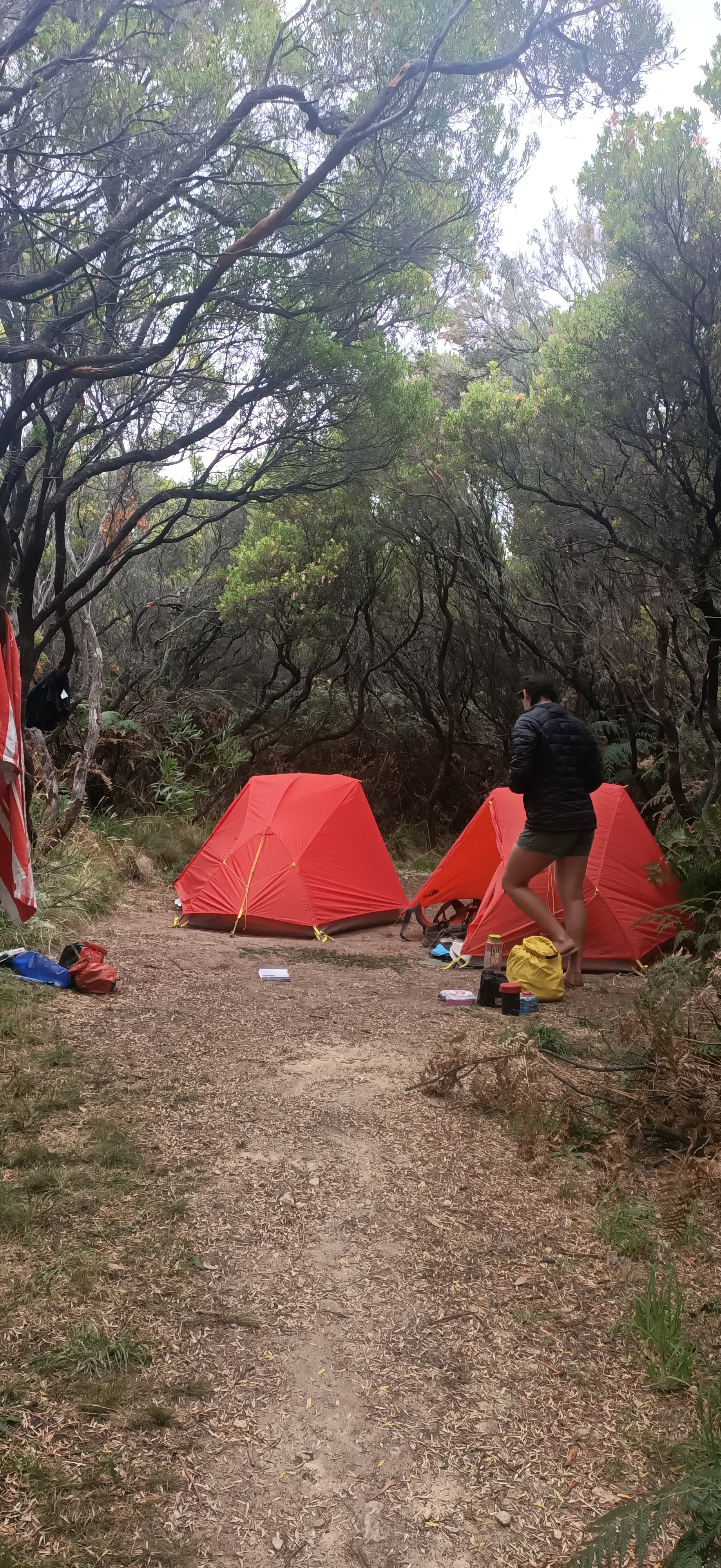 Camp setup at Cape Otway Hike-In. In the foreground there is the sandy great ocean road trail leading into the campsite which is surrounded by beautiful coastal tea trees. There are two red hiking tents with a person wandering around them setting up camp amongst scattered hiking equipment.