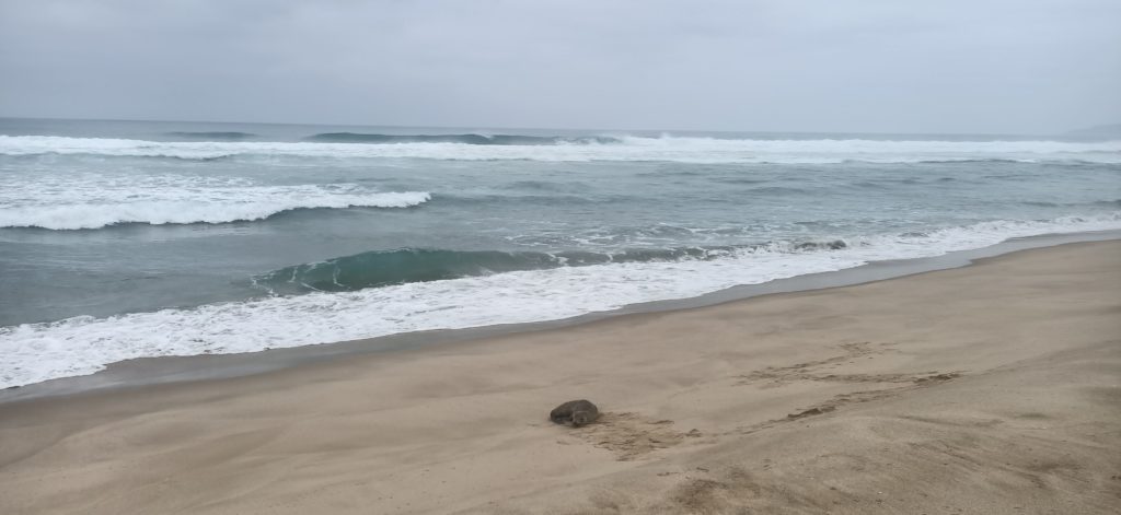 A small seal relaxing on the sandy beach. There are waves in the back ground and an overcast grey sky.