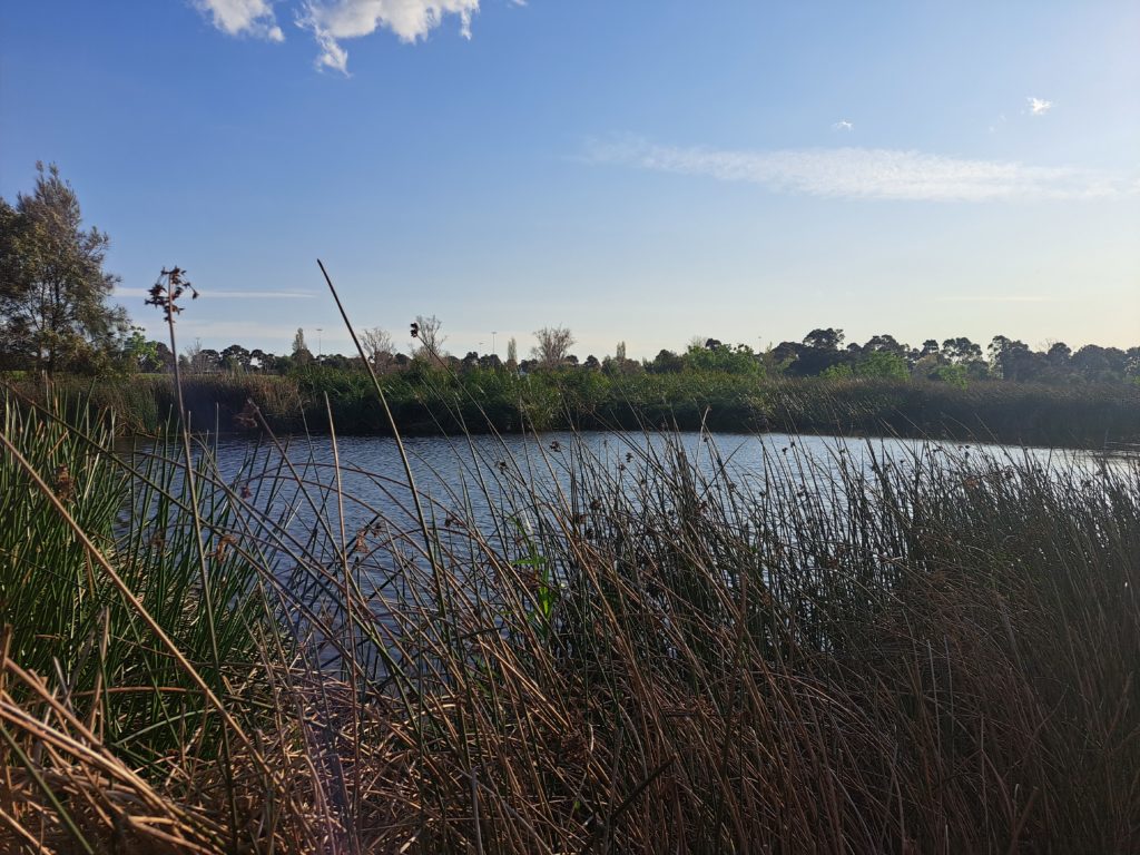 A view of the lake through reeds in the foreground and then blue skies in the background.