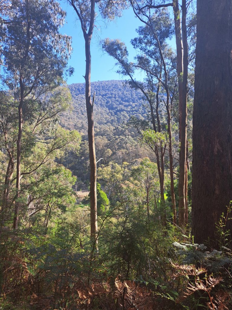 A view from the trail through some skinny trees to the surrounding hill. The bushland looks lush and green and there is a blue sky in the background. 