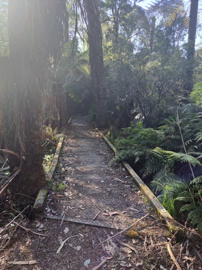 A boardwalk among ferns and trees.