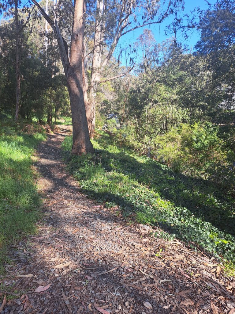 A narrow dirt pathway with grass along both sides and a bank on the right towards the river. There are trees beside the trail on both sides.