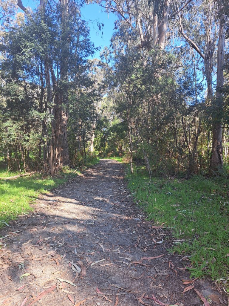 A wider dirt pathway that is also lined by grass on both sides, reasonably flat and has trees on either side.