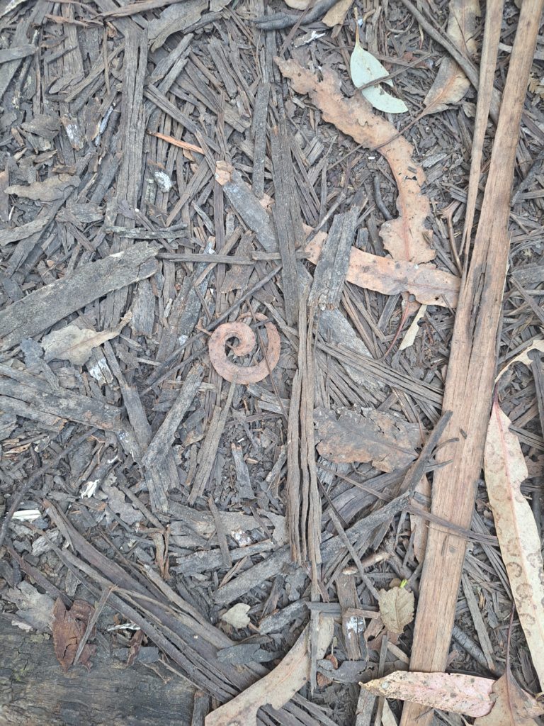 A picture of leaves and bark on the ground and if you look carefully in the centre is a perfect spiral gum leaf that is a different shade of brown compared to the rest of the leaf matter.