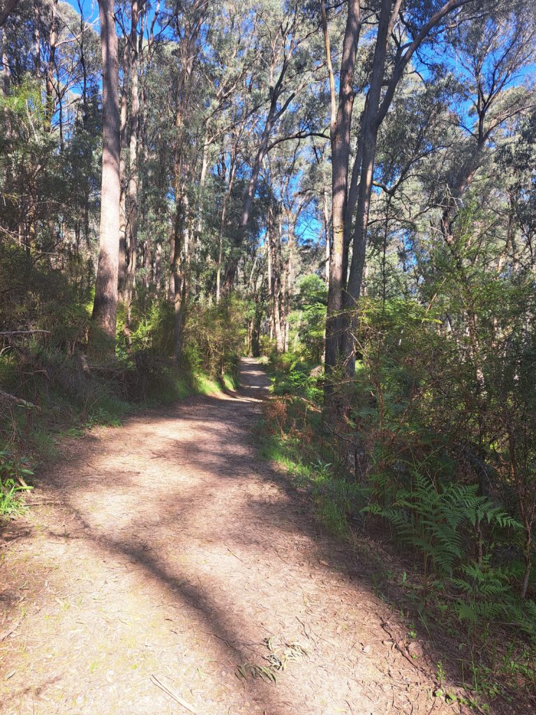 A wide undulating dirt pathway way through thick bushland and trees.