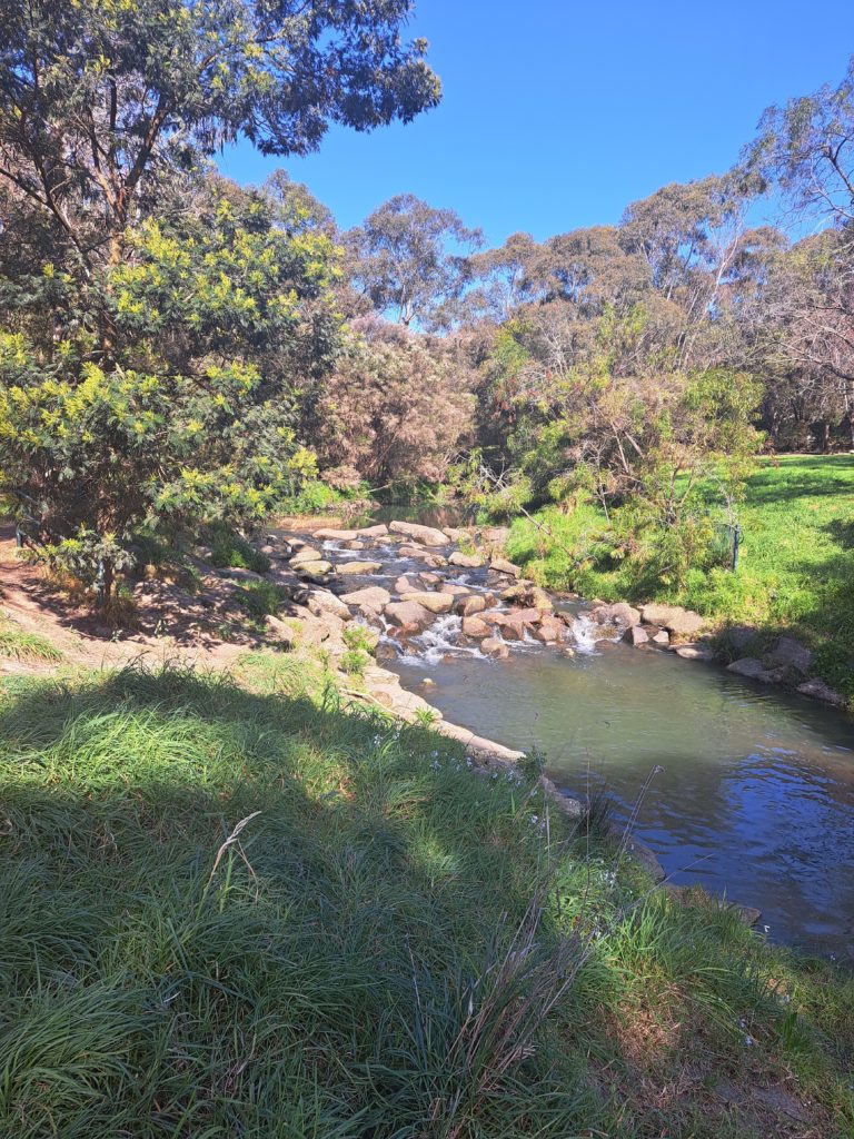 The creek is on the right side of the photo with a large rock garden across a section forming small rapids. To the left is a grass bank and wattle trees.