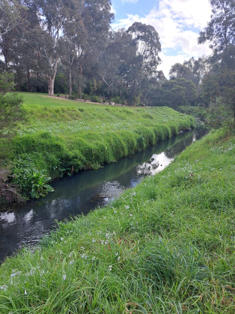 A Straight section of the creek between to grassy banks scattered with small white flowers.